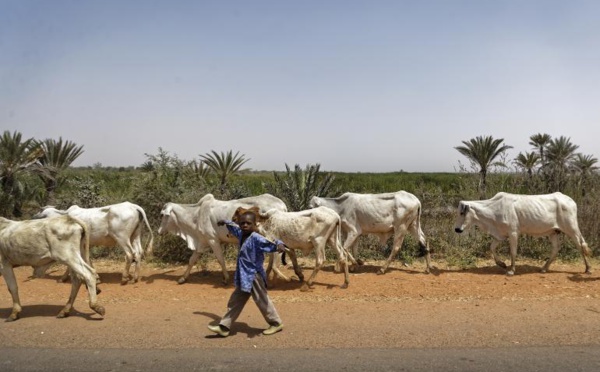Nigeria: 88 villageois tués par des voleurs de bétail