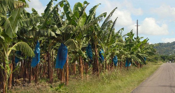 Au Cameroun, cinq morts dans une attaque à main armée contre des ouvriers agricoles