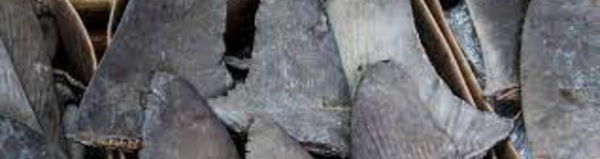 Brésil - Saisie record de plus de 28 tonnes d’ailerons de requins