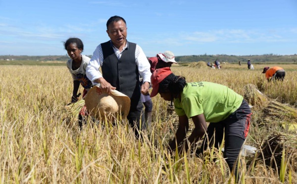 Le riz hybride chinois au goût de l'Afrique
