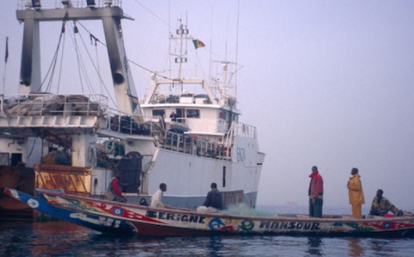 Licences de pêches : L’OFNAC n’a presque rien vu face á un ministre tout-puissant
