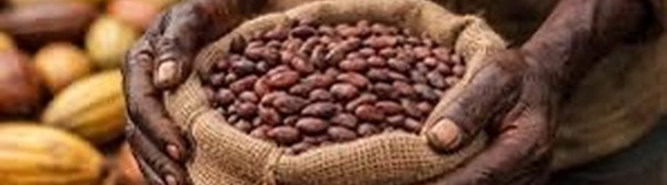 Industrie du cacao: quand le chocolat enrichit les multinationales et ruine l’Afrique