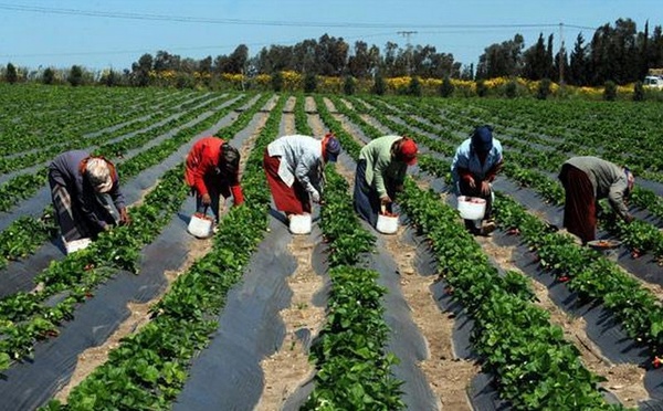 Financer l’agriculture africaine : l’urgence de la réforme face à la faim