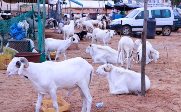 Tabaski : Dakar et Nouakchott travaillent sur la disponibilité et la livraison des moutons “dans de meilleures conditions”