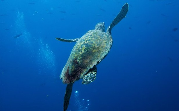 La Chine a découvert des "tortues espionnes" operant dans ses zones maritimes