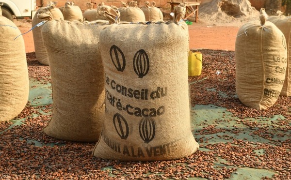 Cacao en Côte d'Ivoire : Une crise d'ajustement après l'euphorie